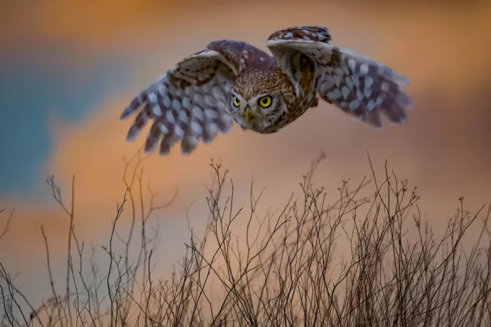 Manusevich, David: Petit hibou