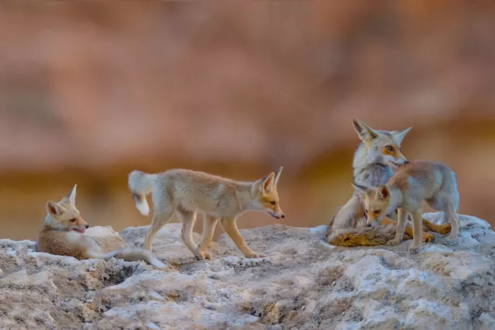 Manusevich, David: Fox family