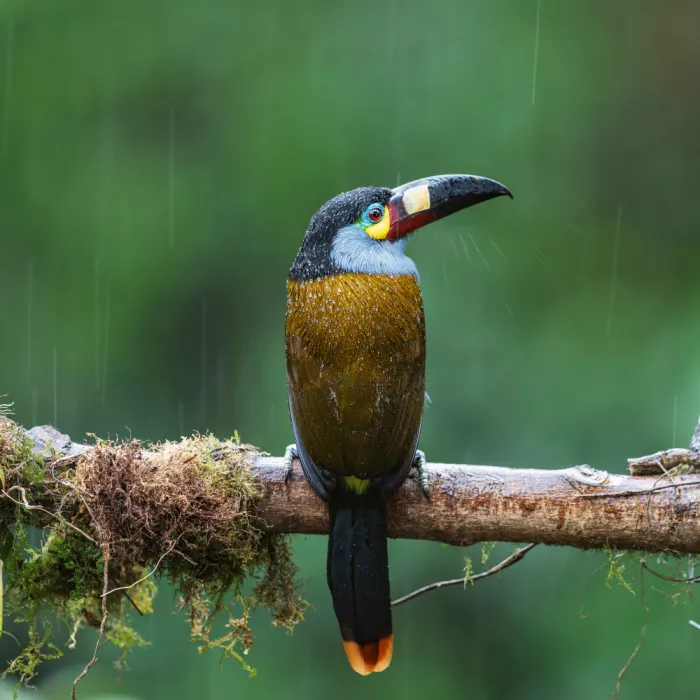 (吉星高照), Taksing: Toucan Barbet