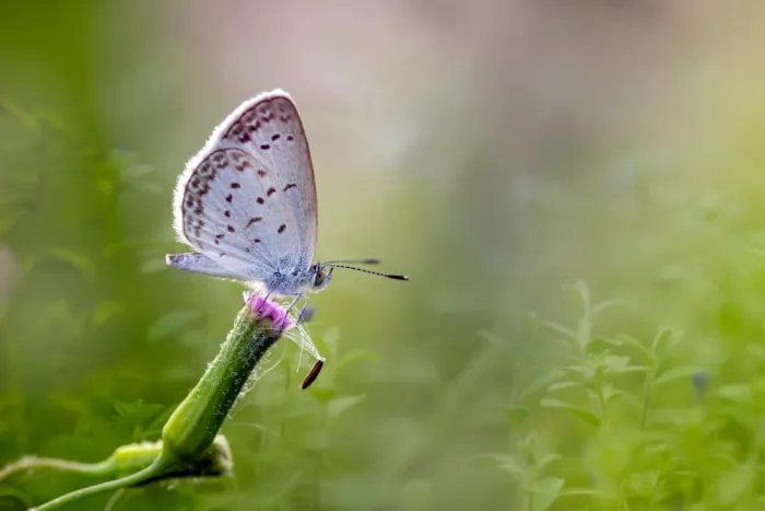 Maududdin, Fauzan: Weißer kleiner Schmetterling