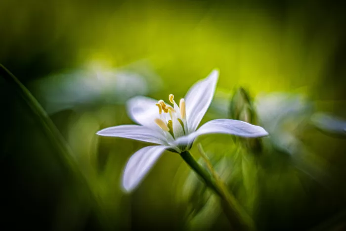 Louwen, Fred: Une fleur