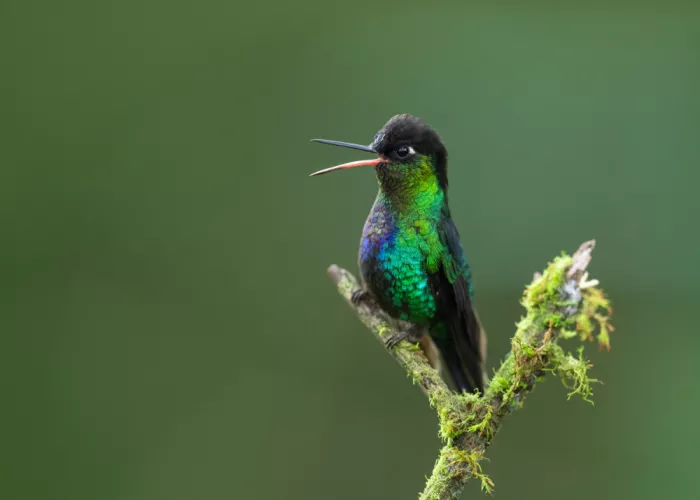 Xu, Tony: Colibrí gorjeante