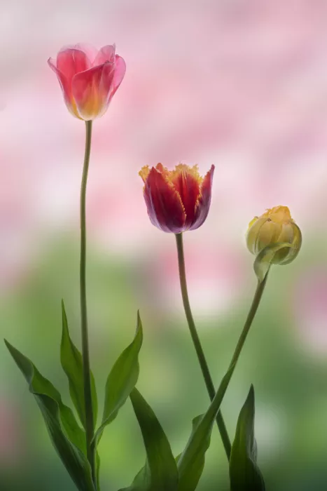 Liu, Sonya: Tulips-2