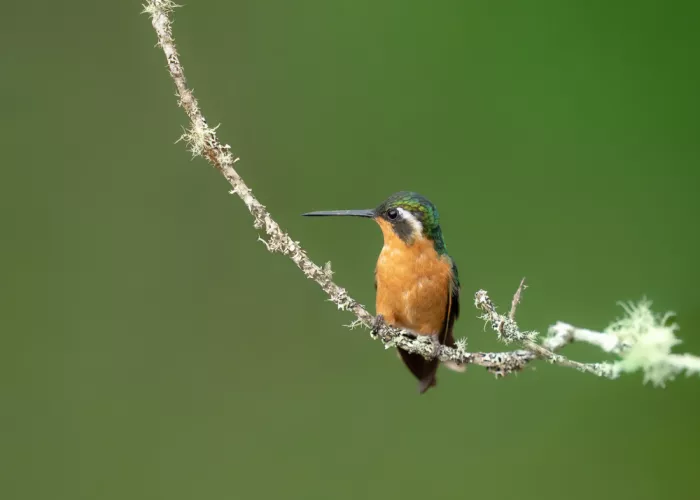Xu, Tony: Colibrí