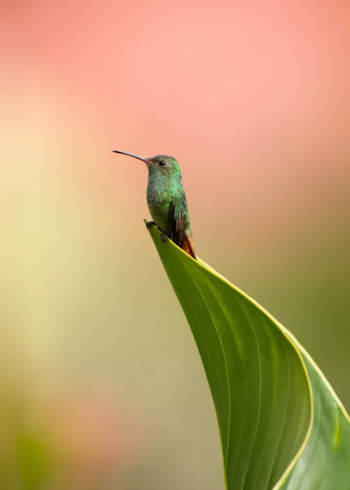 Xu, Tony: Colibrí
