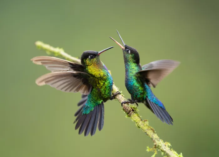Xu, Tony: Colibrís