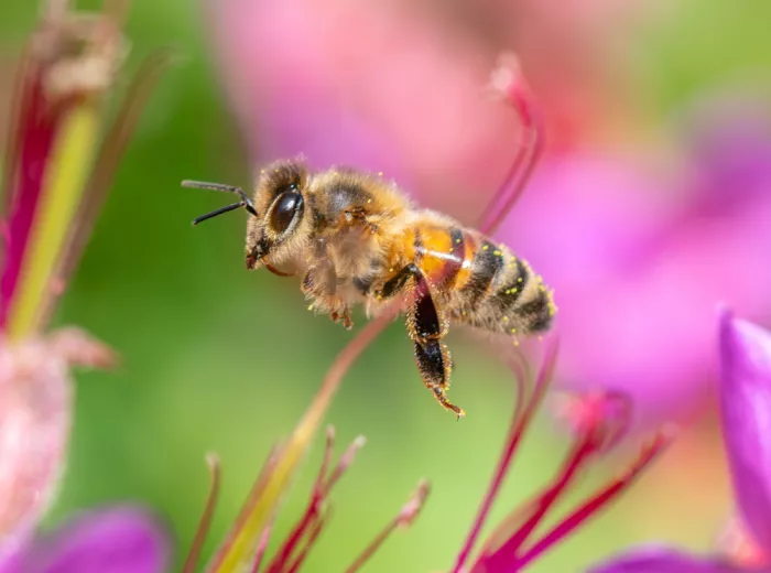 Mendoza, Danny: Honey bee