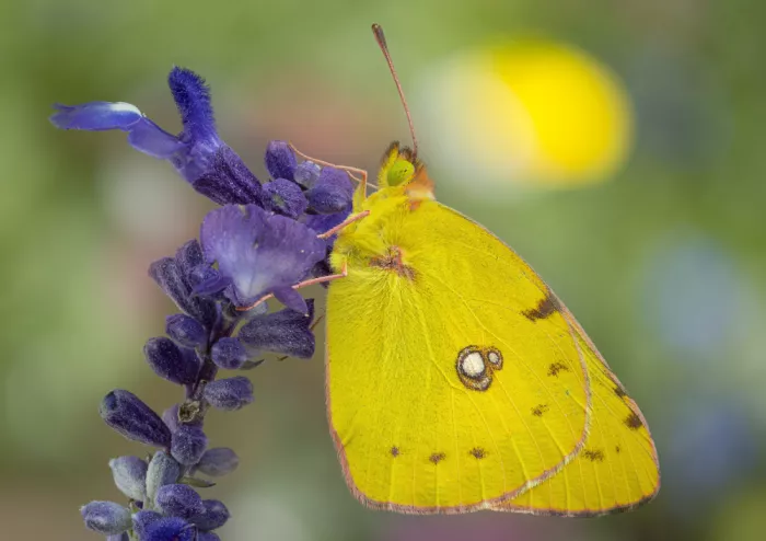 Chiodini, Massimo: Doppio giallo