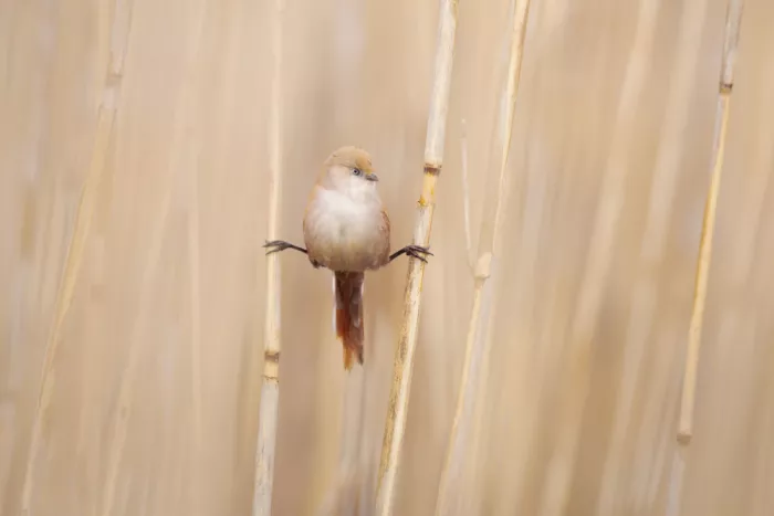 Renmyr, Magnus: Bearded reedling doing a split