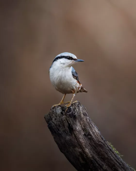 Renmyr, Magnus: Nuthatch on a stick