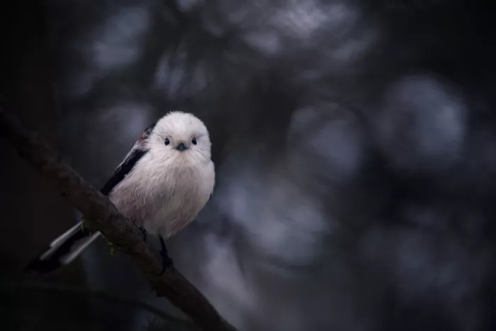 Renmyr, Magnus: A long tailed tit on a dark winters day