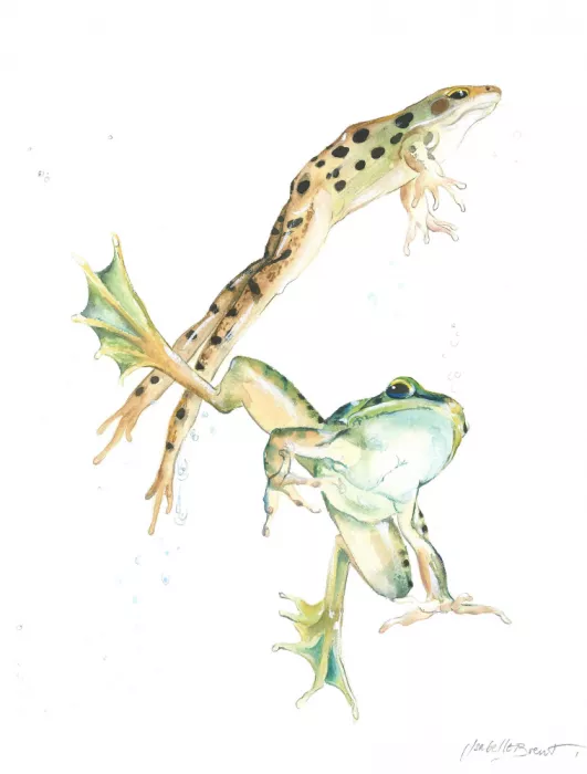 Brent, Isabelle: Ballet acuático de ranas