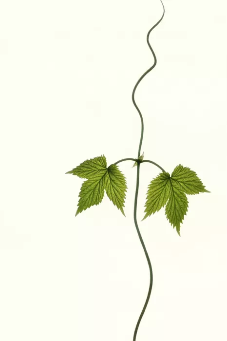 Grønkjær, Lotte: Humulus Lupulus