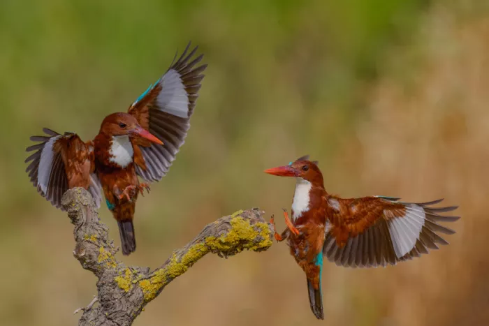 Manusevich, David: White Throated Kingfishers