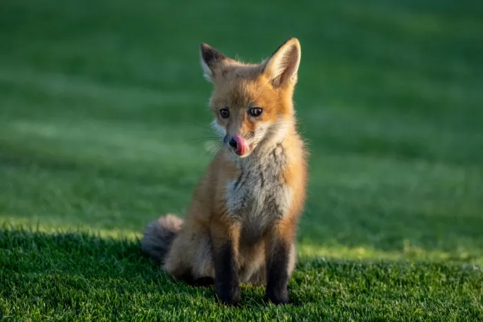 W, Joanna: Der hungrige kleine Fuchs