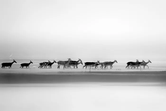 Singh, Anita: Silent Procession