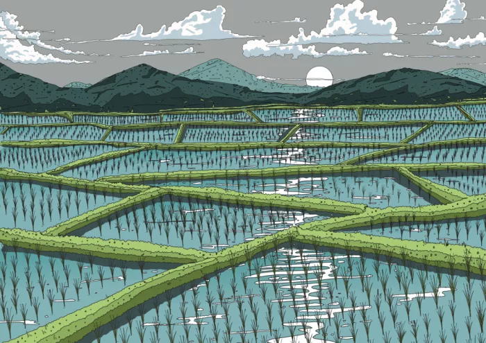Nicholas: Campo di riso