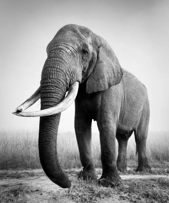 B, Sophie: African elephant bull
