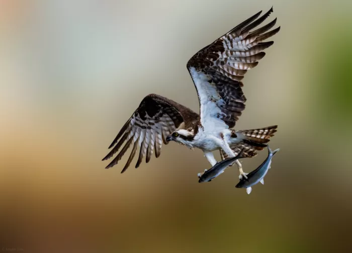 Yan, Songhu: Osprey
