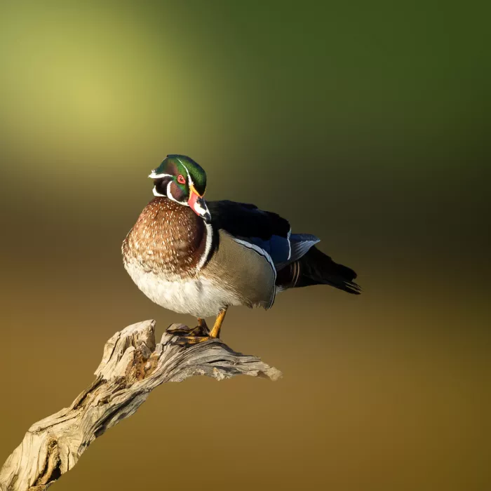 Ismail, Mohamed: Mallard
