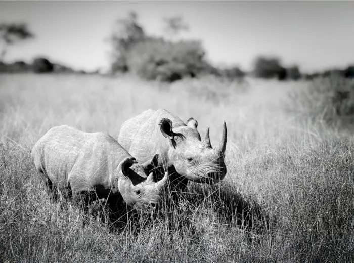 B, Sophie: Two Black rhinos