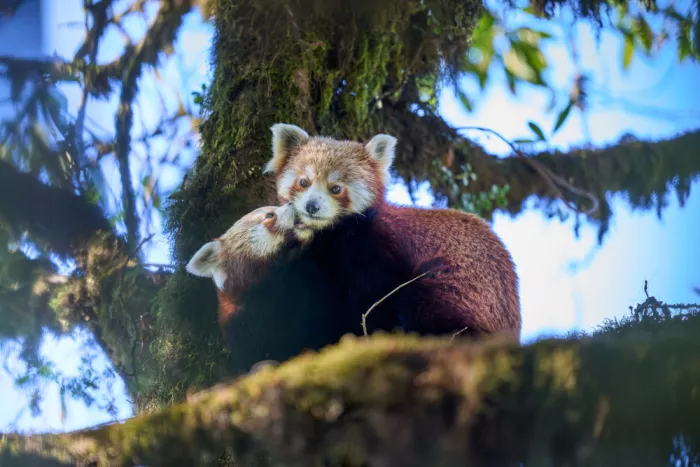 Sikand, Puneet: Zarte Momente der Natur