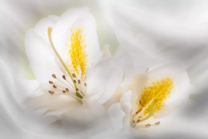 Haaksma, Piet: Krása rhododendronů