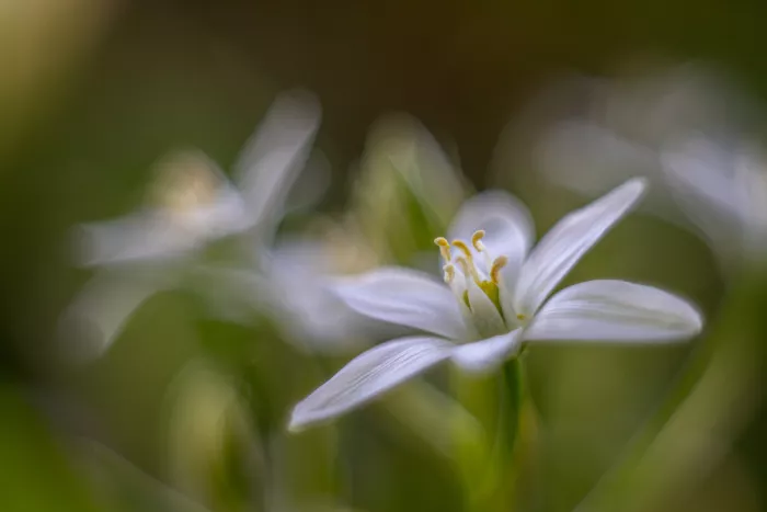 Louwen, Fred: Une fleur