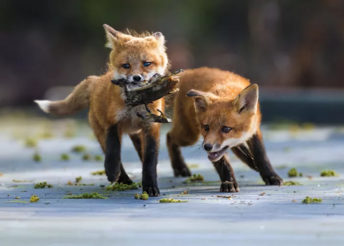 Gu, Zeren: Chasing Prey
