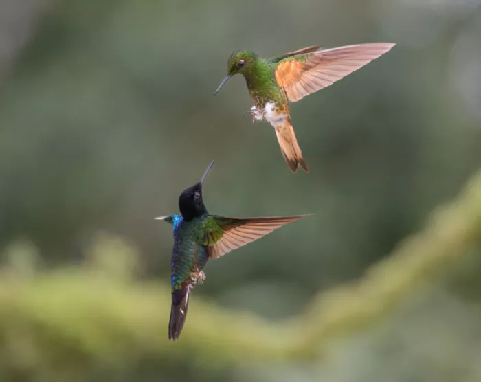 Yu, Tony: Mid-air fight