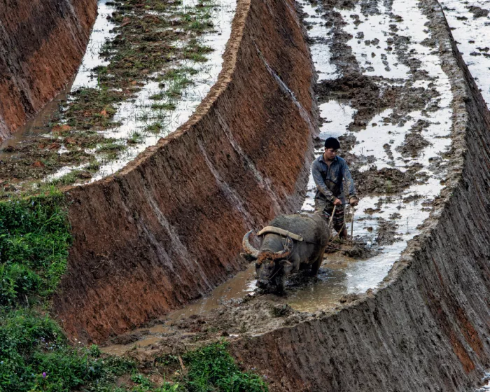 Golani, Aharon: Rice field preparation