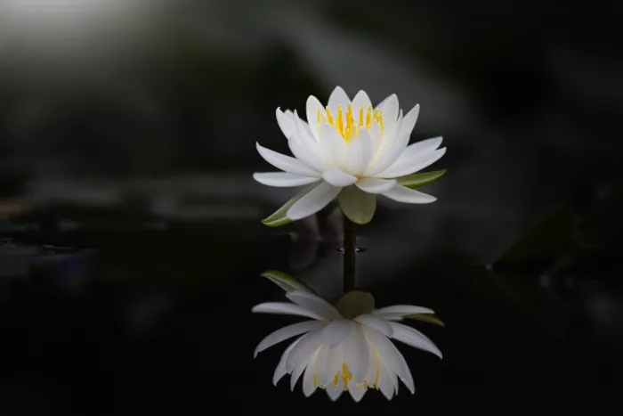 Suzuki, Takashi: Wasserspiegel