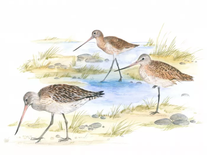 Brent, Isabelle: Godwit-Vögel