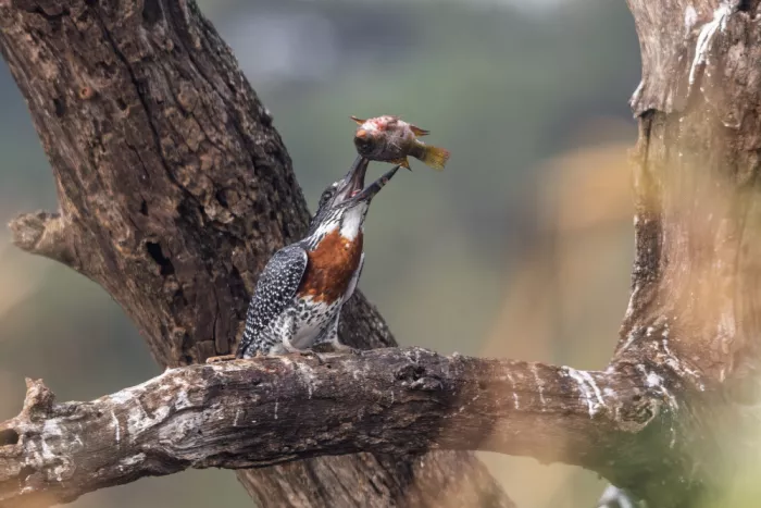 Catta, Alessandro: Giant Kingfisher with Prey
