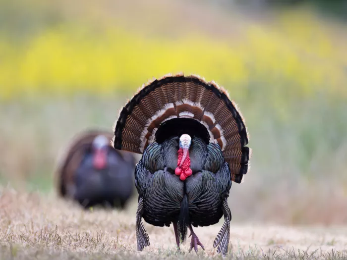(吉星高照), Taksing: wild turkey