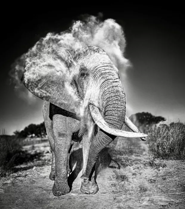 B, Sophie: Elephant dust bath