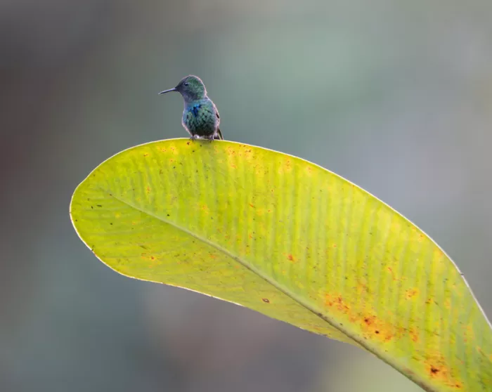 Yu, Tony: Little bird