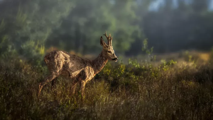 Horst, ter Gert: Roe enjoying early morning sun.