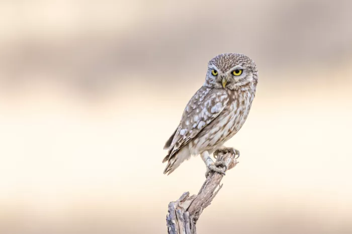 ilan: little owl