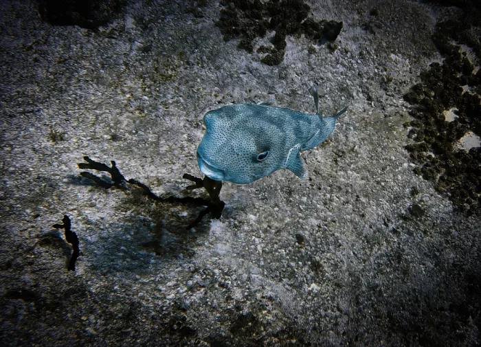 Johnson, Scott Ronald: Porcupine fish