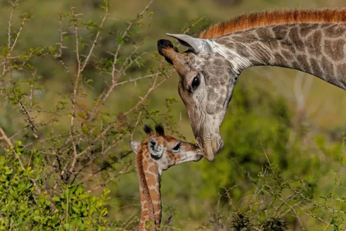 Catta, Alessandro: Kiss !