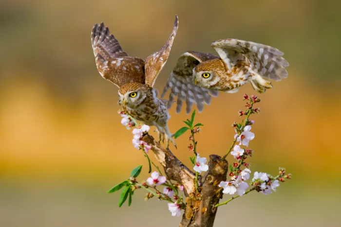 Manusevich, David: Petites chouettes