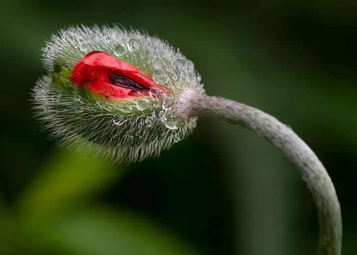Luo, Louie: Coquelicot après la pluie