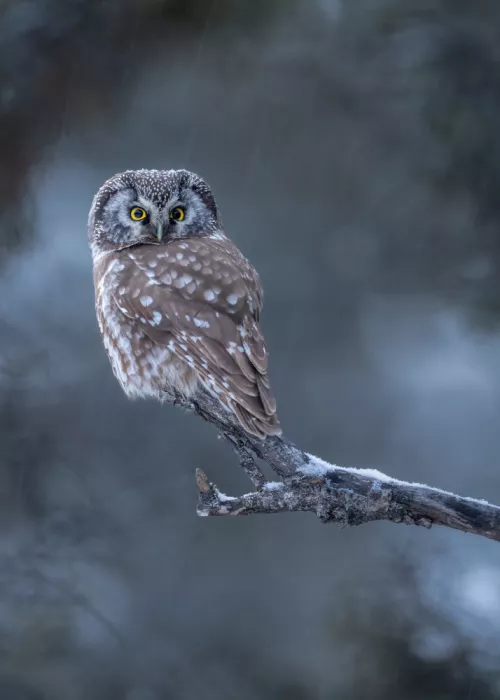 Wang, Victor: Boreal Owl