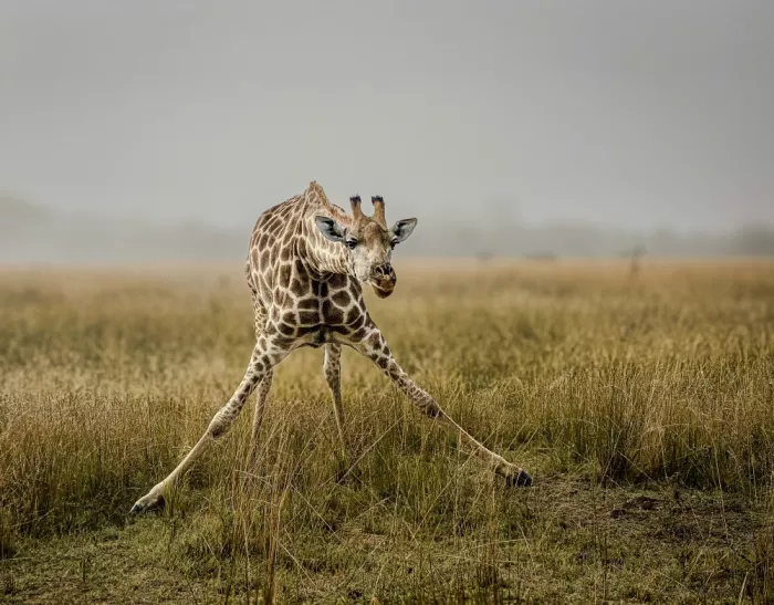 B, Sophie: Giraffe