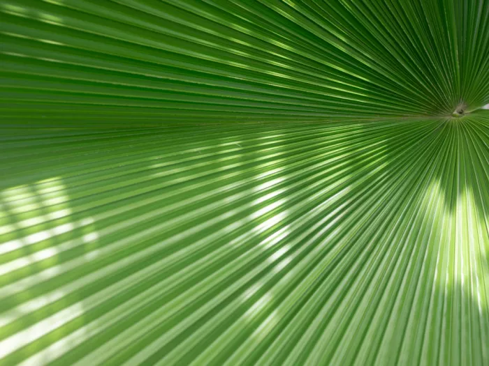 Zwart, Raisa: Leaf Radiance