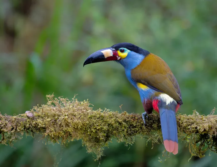 Yu, Tony: Plate-billed mountain toucan