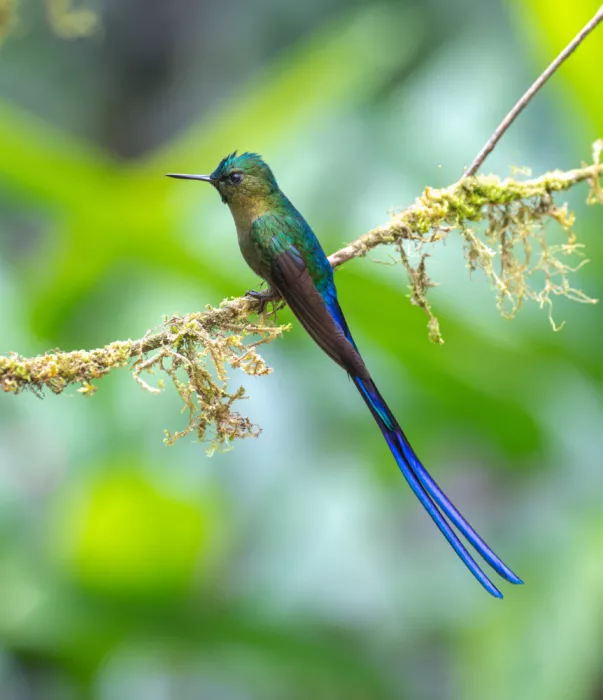 Yu, Tony: Violet-tailed Sylph