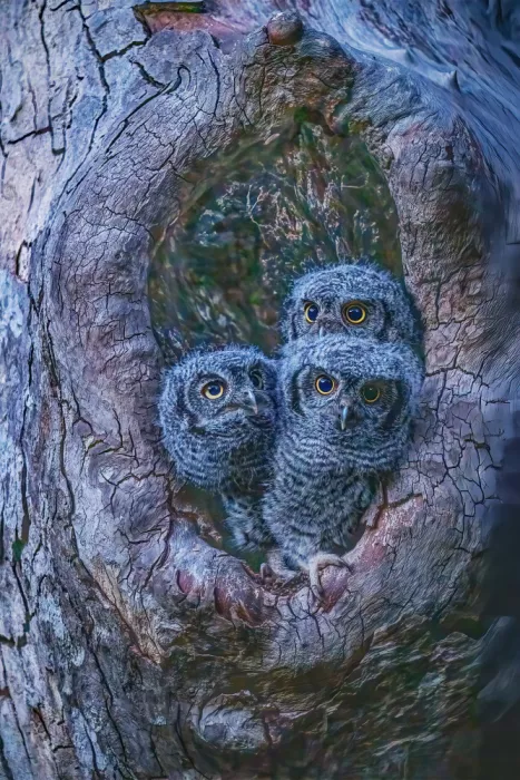 Lipinghu: Eyes of the Hollow