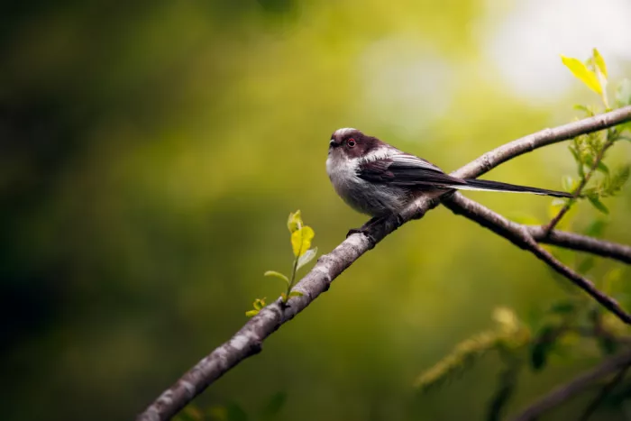Renmyr, Magnus: Young long-tailed tit sitting in the open